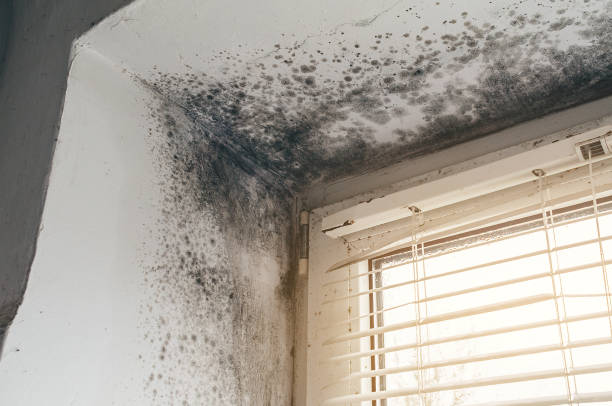 Affordable Black Mold Remediation solutions in Pomfret, MD